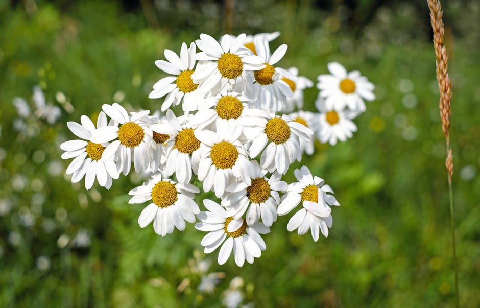 Evoke Calming Effects with Roman Chamomile Essential Oil - Essential Oil  Wizardry